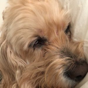 Meet your Posher, Sydney